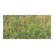 green and brown grasses, 2006