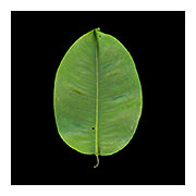 Angsana Leaf Green, Singapore, 2010