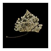 Photosynthesis Study #1, Winter Cottonwood Filagree, 2010-11