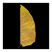 Pulau Ubin Half Leaf, 2010-11