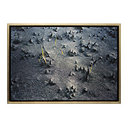 Re-emerging Grass, Mt. Bromo Volcano E. Java, 2011