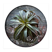Tillandsia, 2020–22
