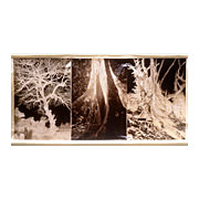 Brocade (small), 2000-01