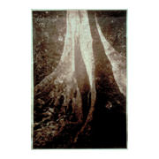 Queen Tree, Vietnam, 2000