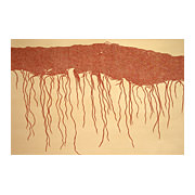 Some Inconceivable Disposition, 2007